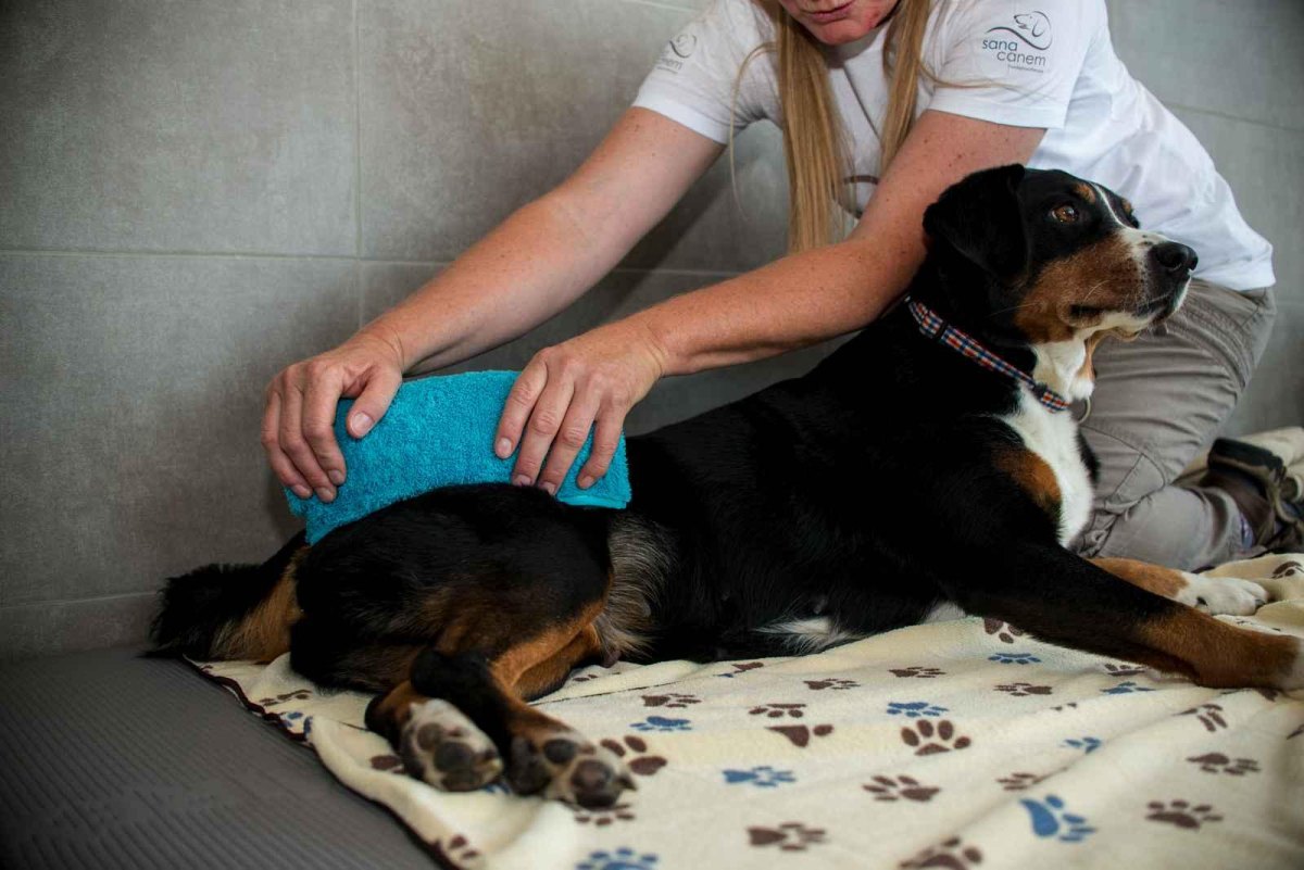 Dog receiving warm towel compress