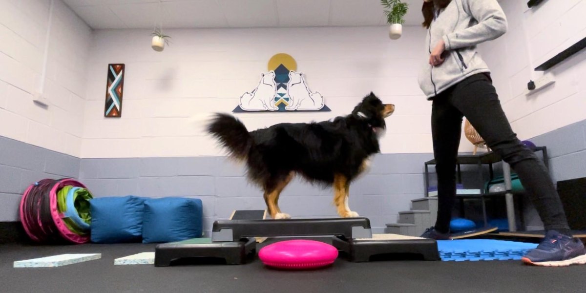Dog balancing indoors