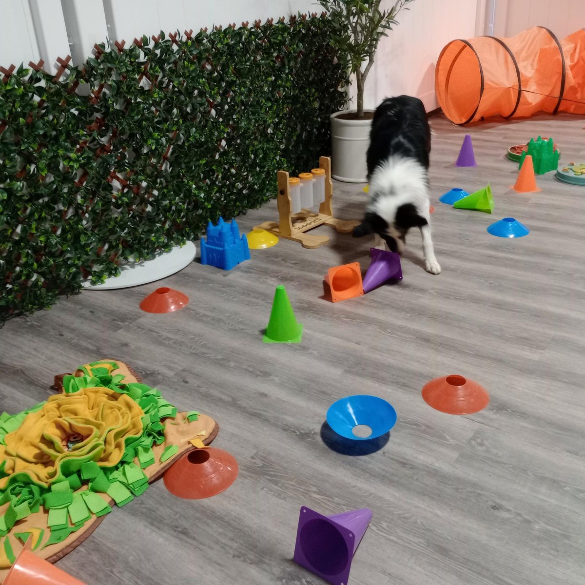 Dog playing with enrichment toy