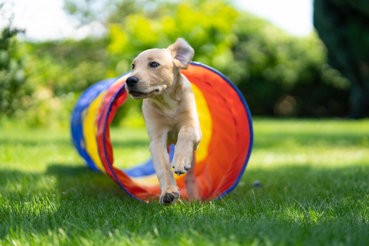 Puppy running through tunnel