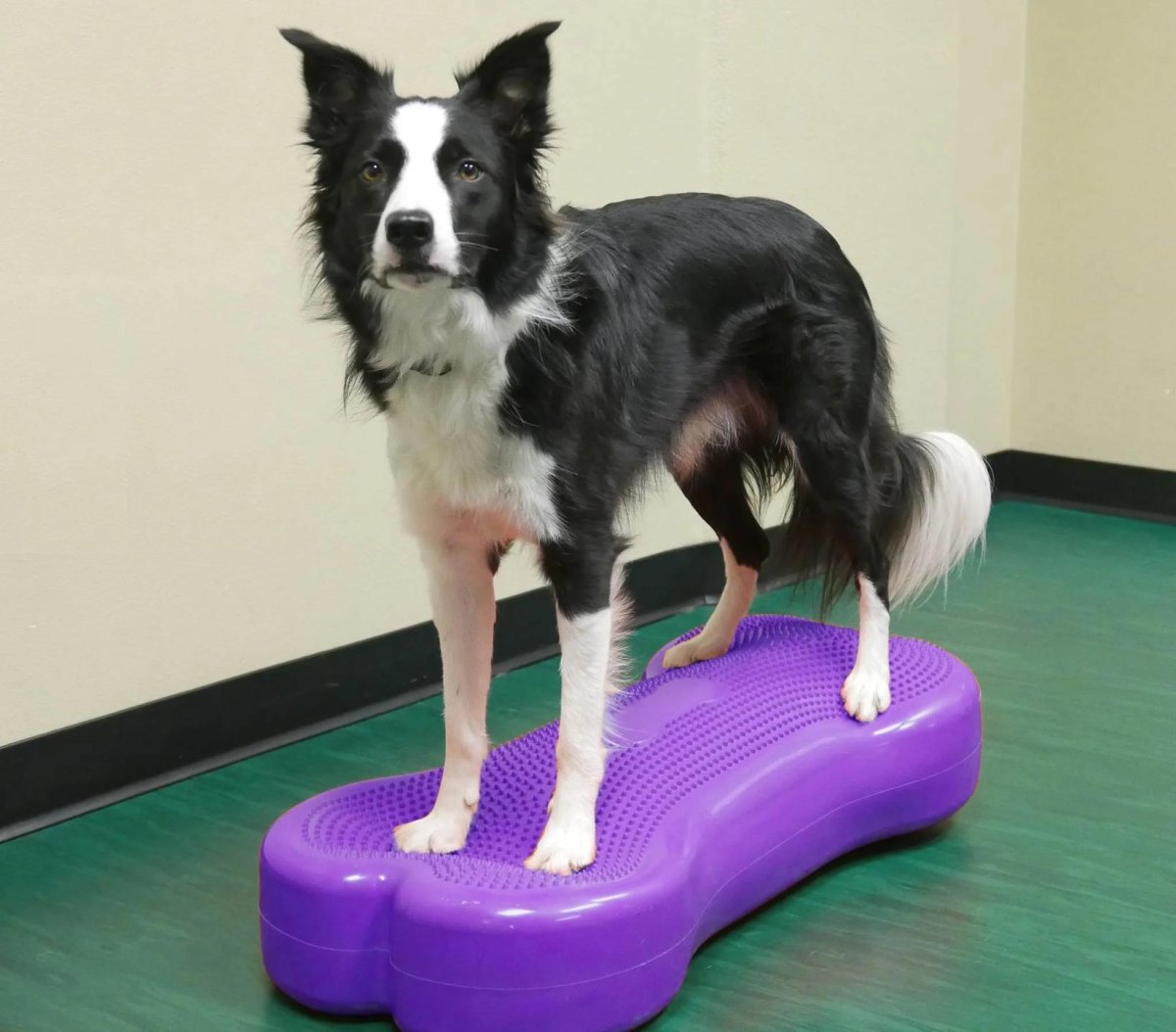 Dog balance exercise