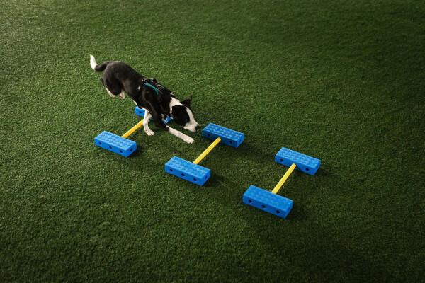 Dog balancing on outdoor equipment