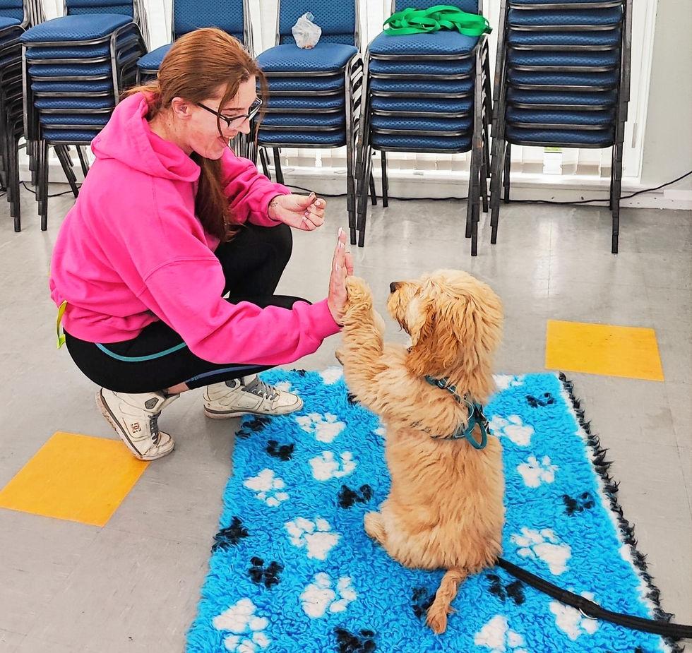 Puppy learning simple trick