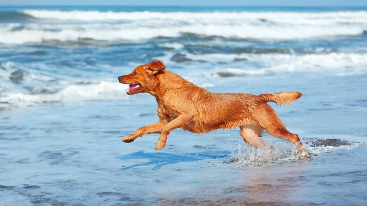 Dog running beside summer beach water