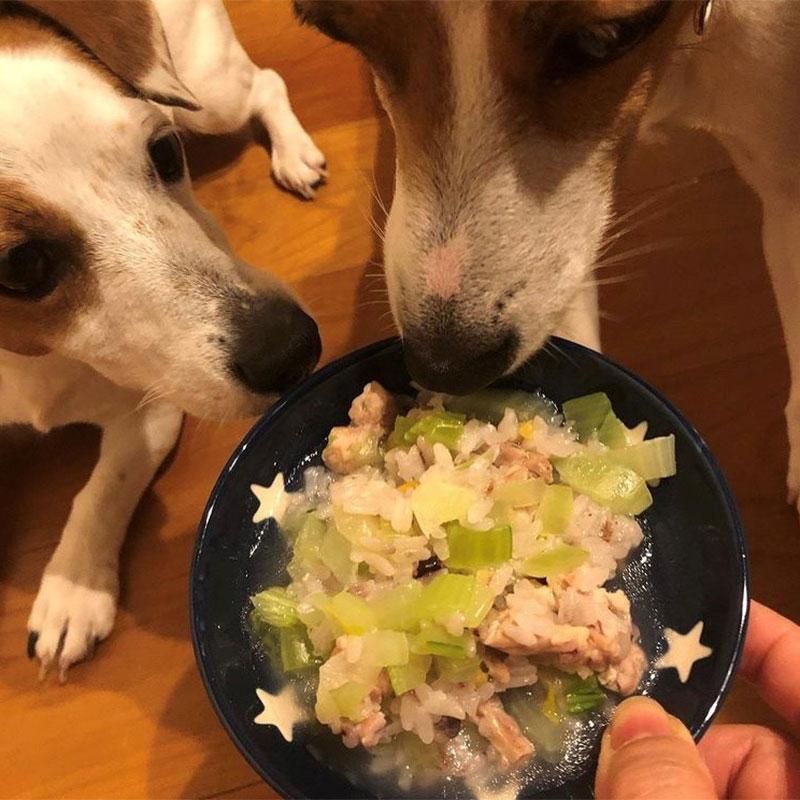 Beef rice and celery dog food bowl