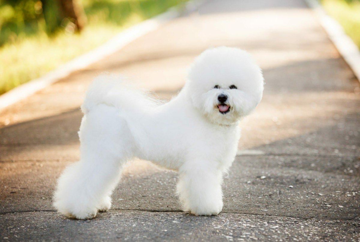 7 Quiet Hypoallergenic Dog Breeds That Make Wonderful Companions