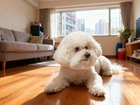 Bichon Frise indoors as a cheerful small apartment dog