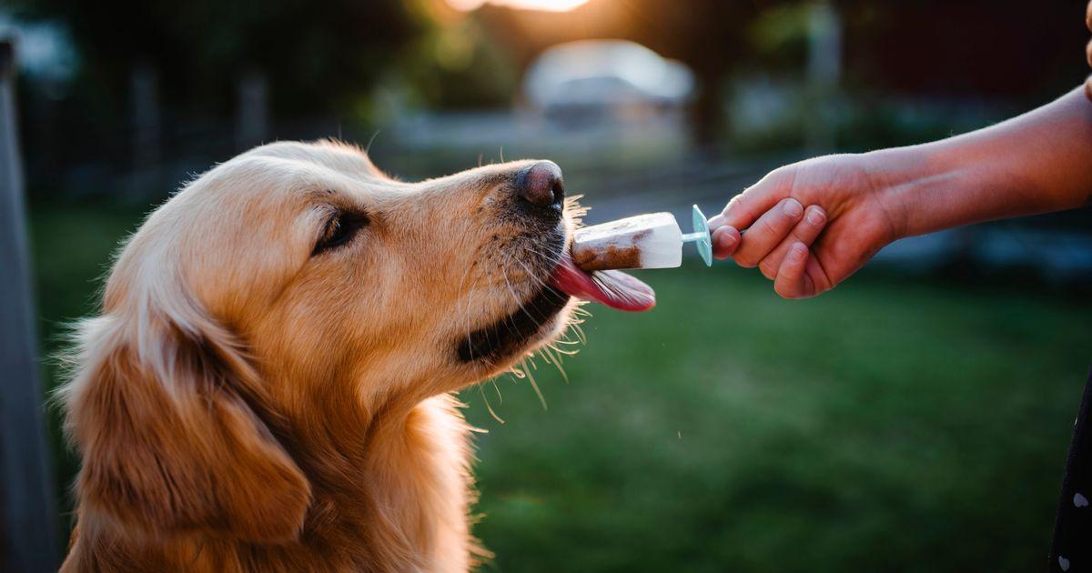 Dog enjoying frozen treat outdoors