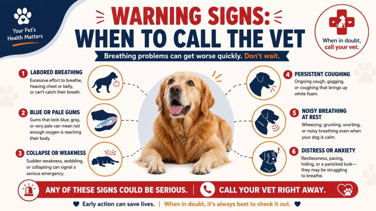 Veterinarian checking dog breathing