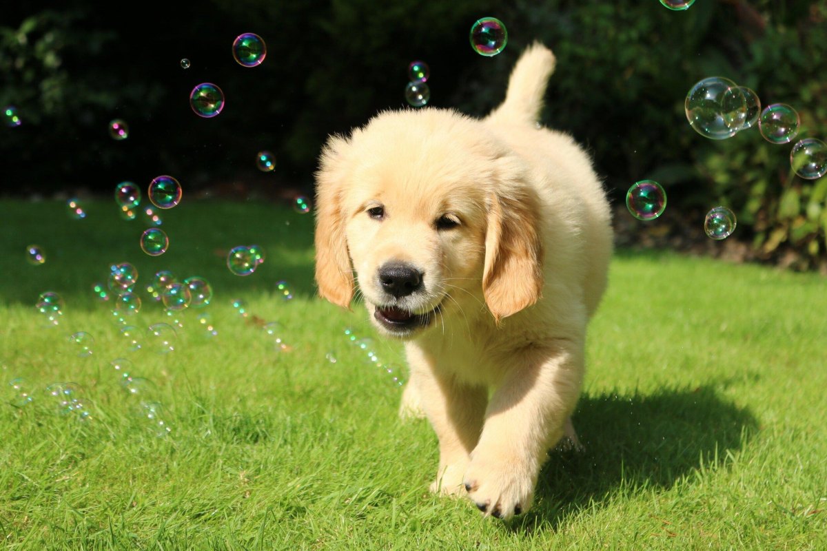 Puppy chasing bubbles outside