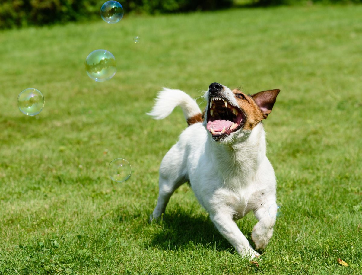 Dog chasing bubbles