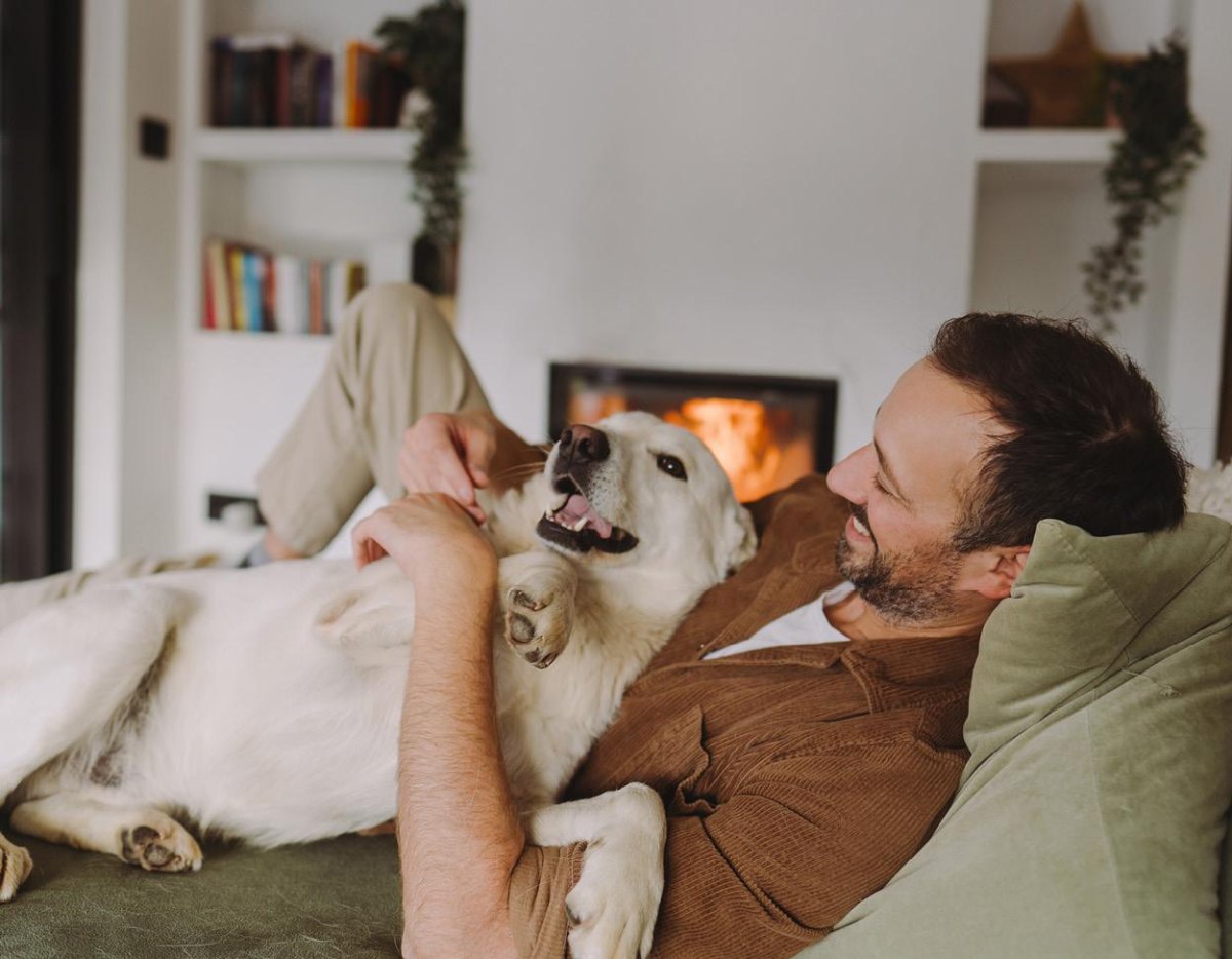 Dog relaxing with owner indoors