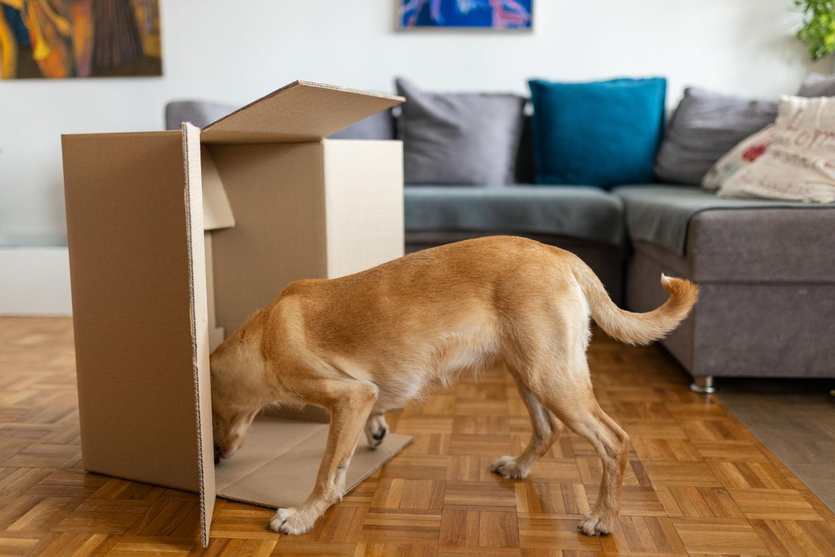 Dog exploring cardboard boxes