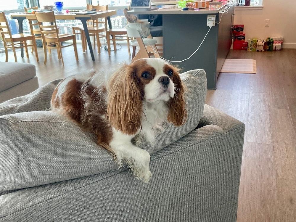 Cavalier King Charles Spaniel resting in a home apartment setting