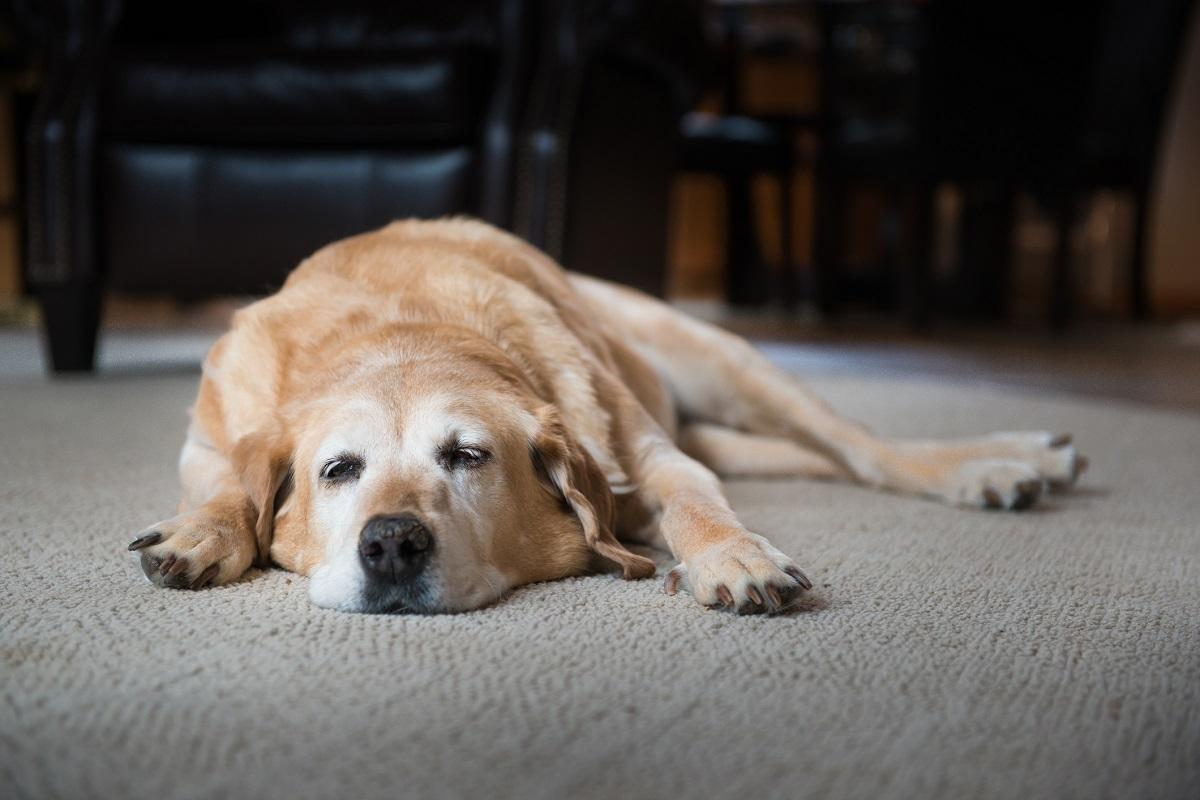 Dog acting tired and confused