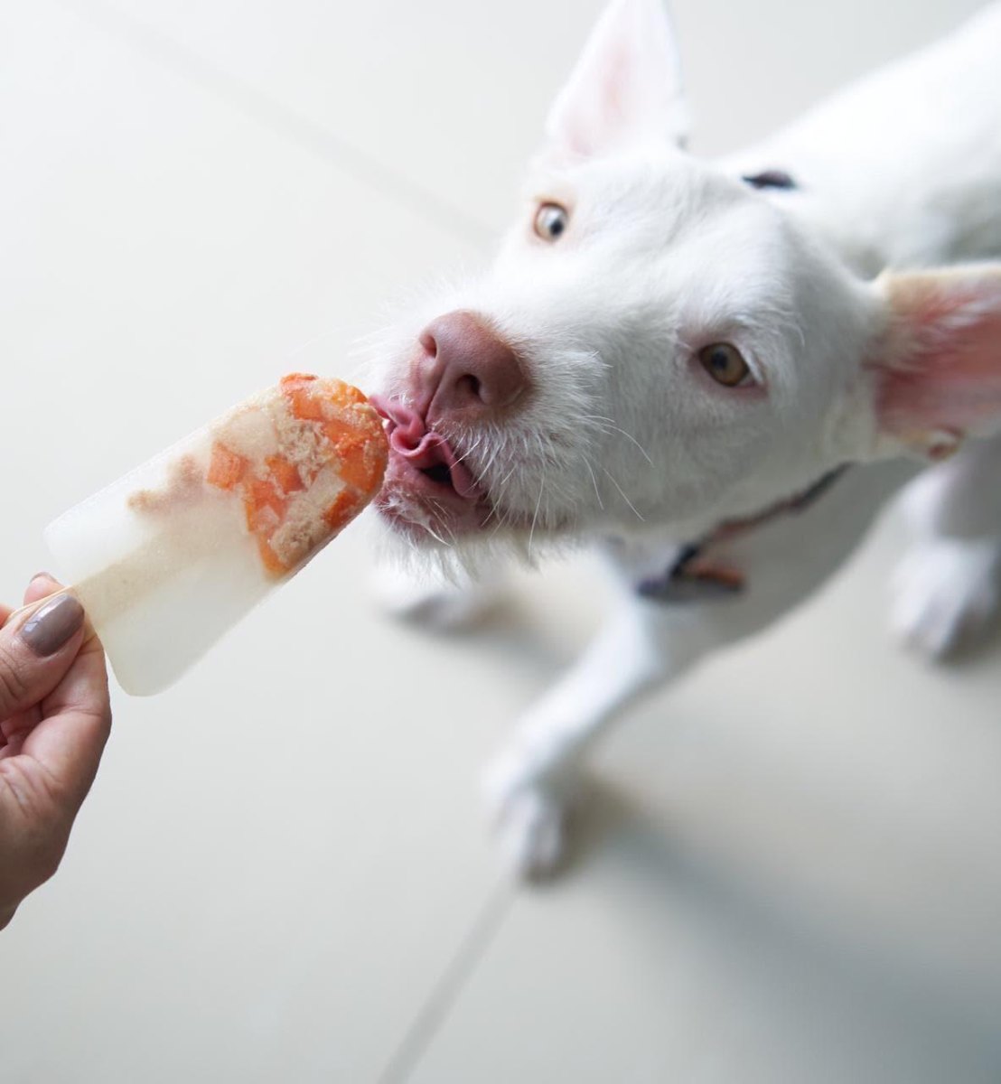 Chicken broth puppy popsicles