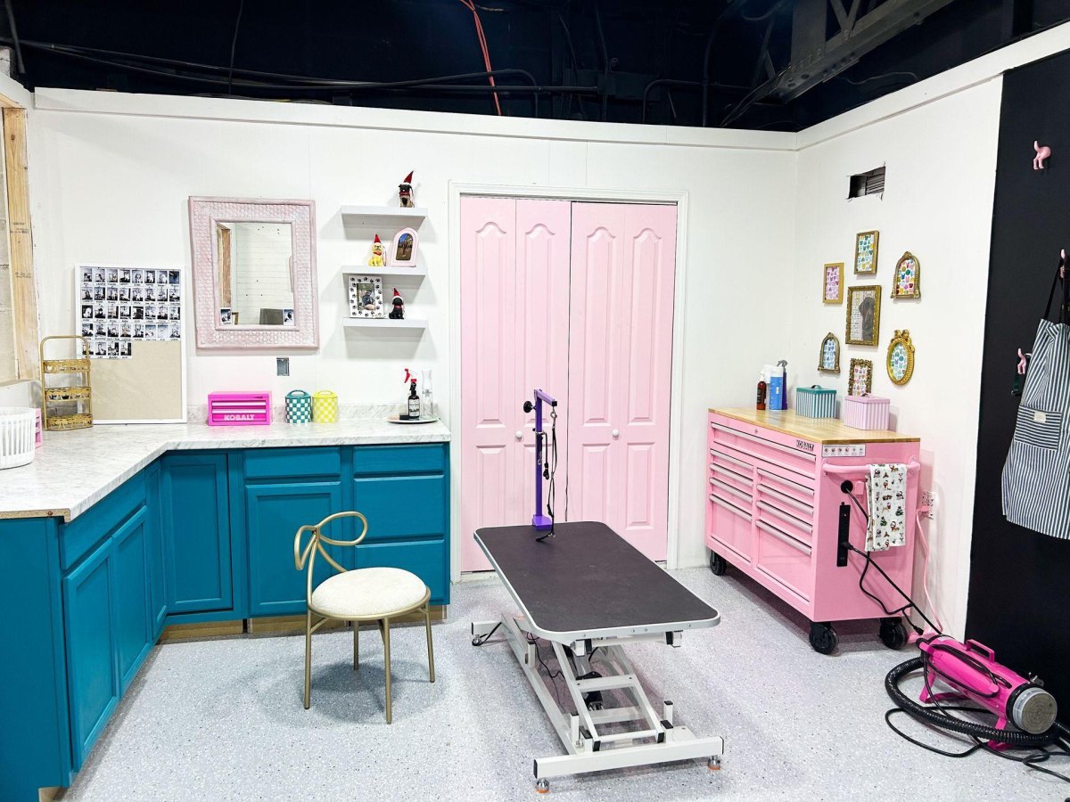 Colourful grooming room for small dogs
