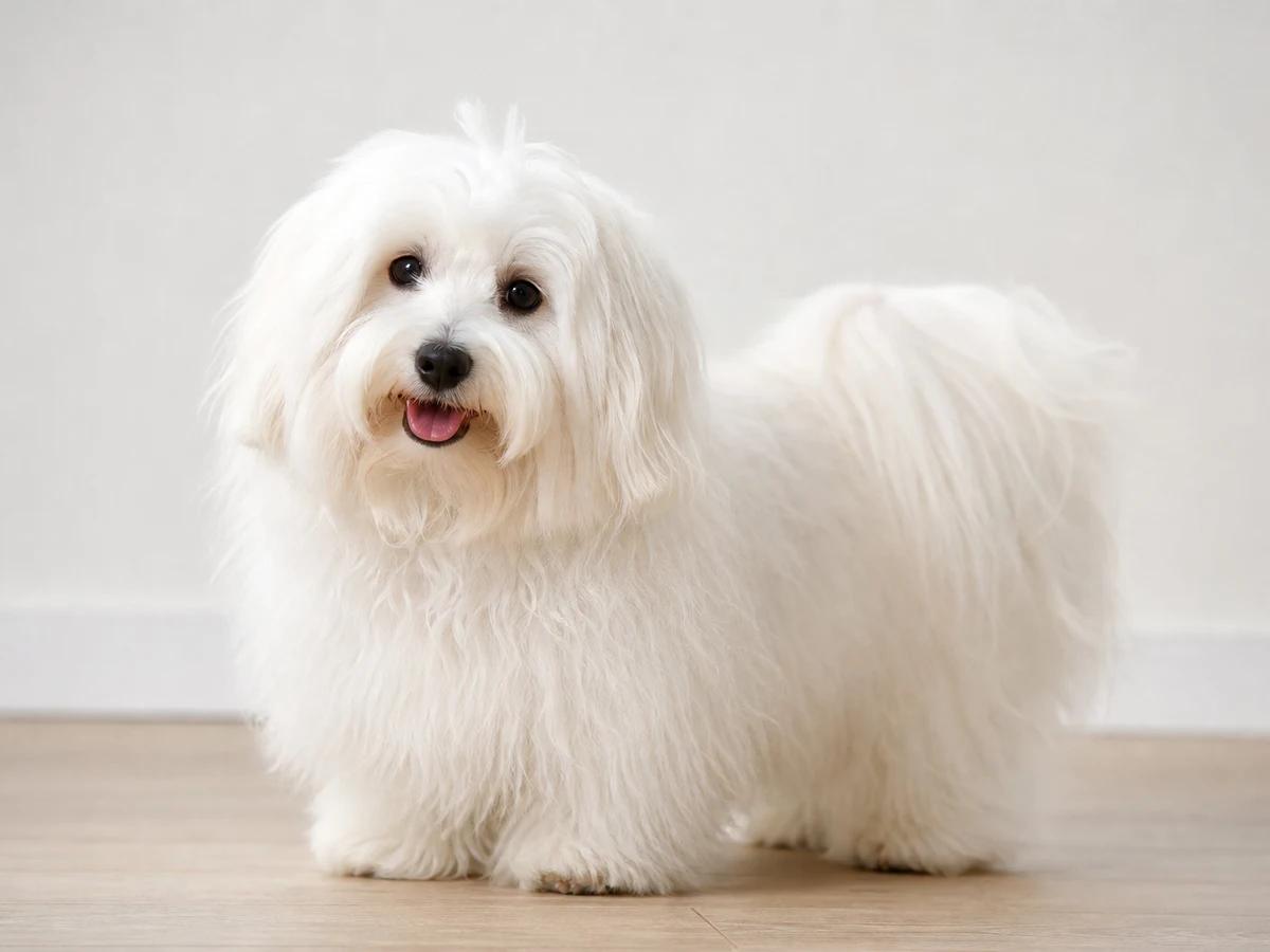 Coton de Tulear fluffy white dog