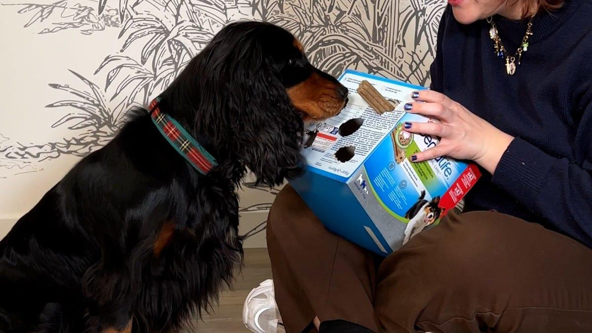 Decorated cardboard dog enrichment toy