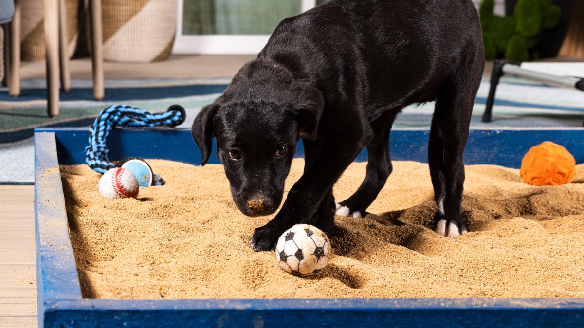 Puppy playing in digging box