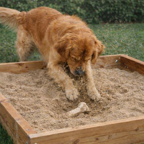 Dog digging enrichment box