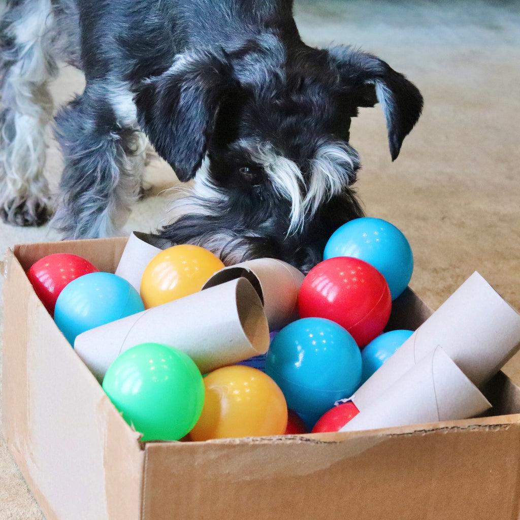DIY cardboard puppy enrichment box