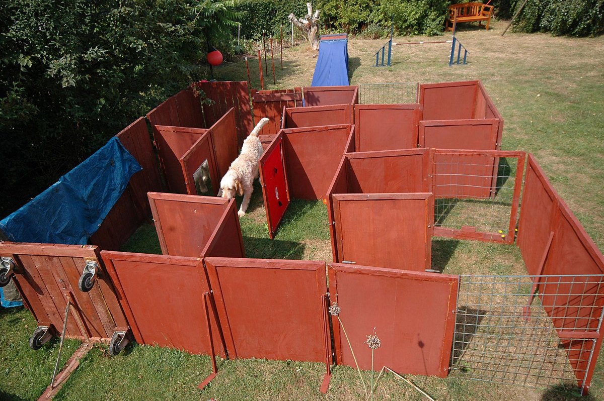 Dog exploring homemade obstacle maze