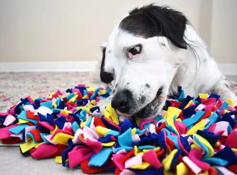 Dog using snuffle mat