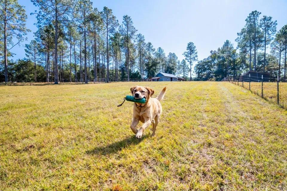 Dog running across open field