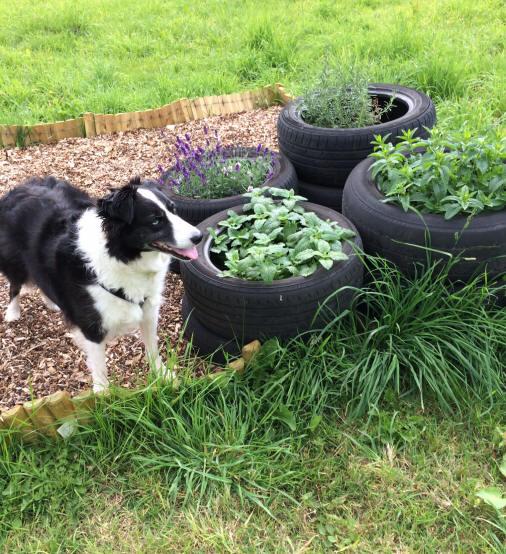 Dog friendly sensory garden plants