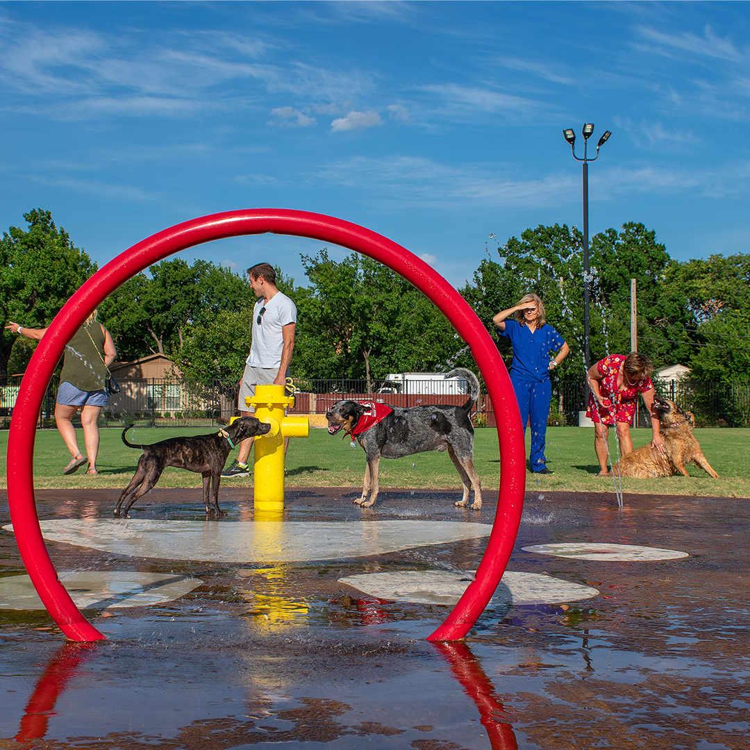 Dog playing in outdoor water area
