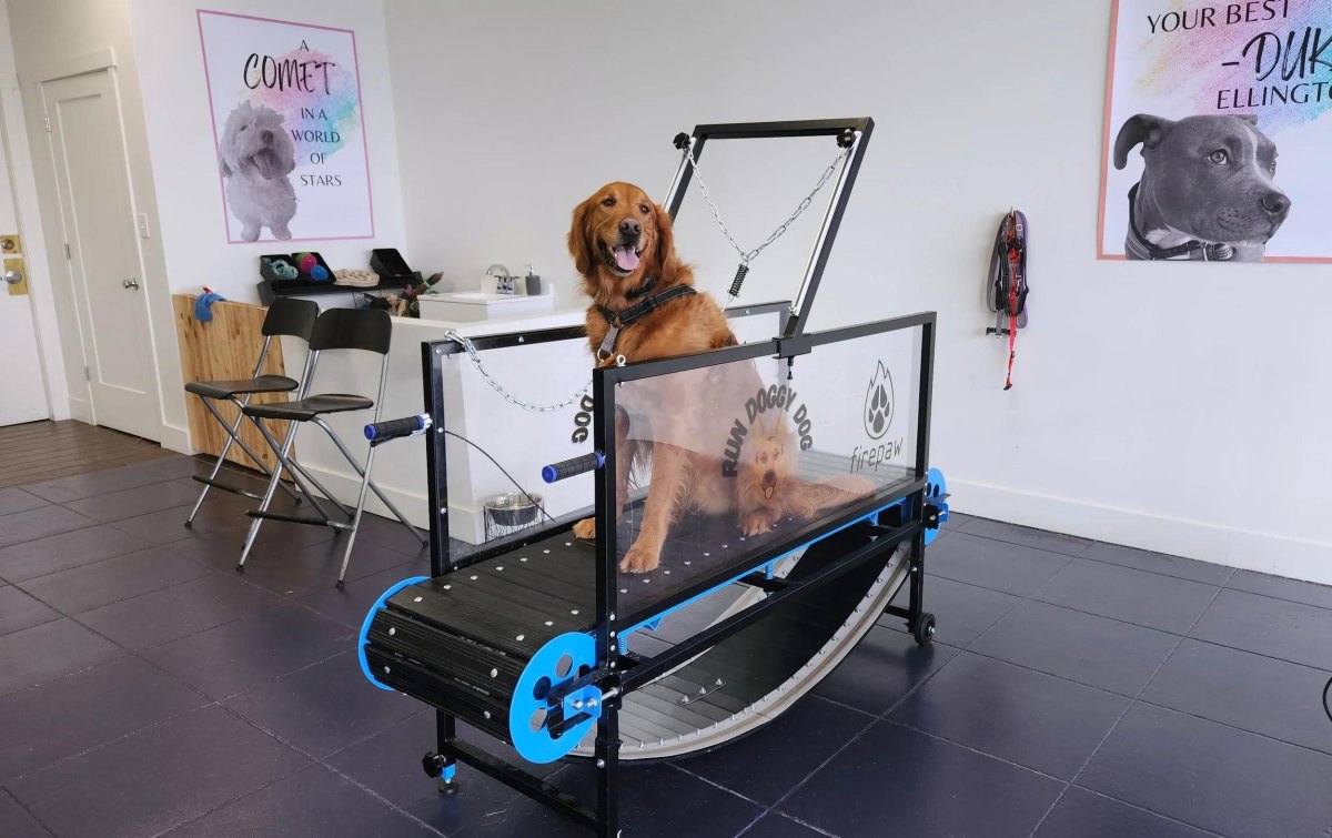 Dog treadmill fitness corner