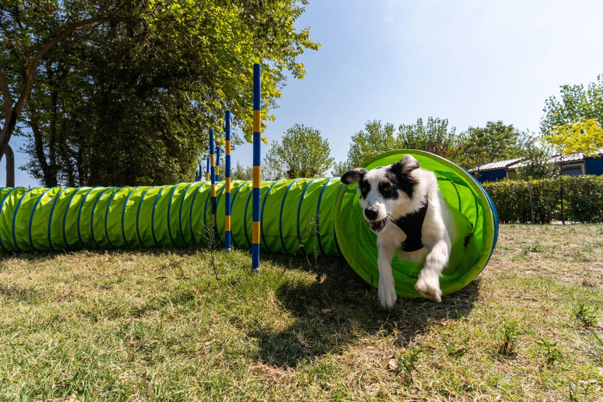 Dog exploring a play tunnel