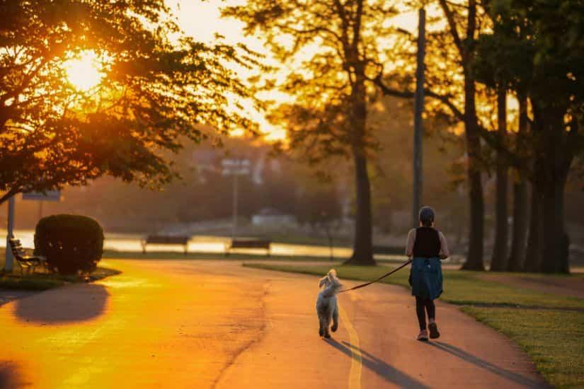 Dog walking in park at sunset