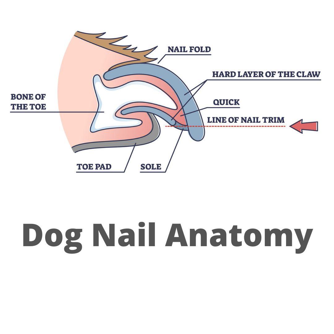 Dog nail quick safe trimming technique