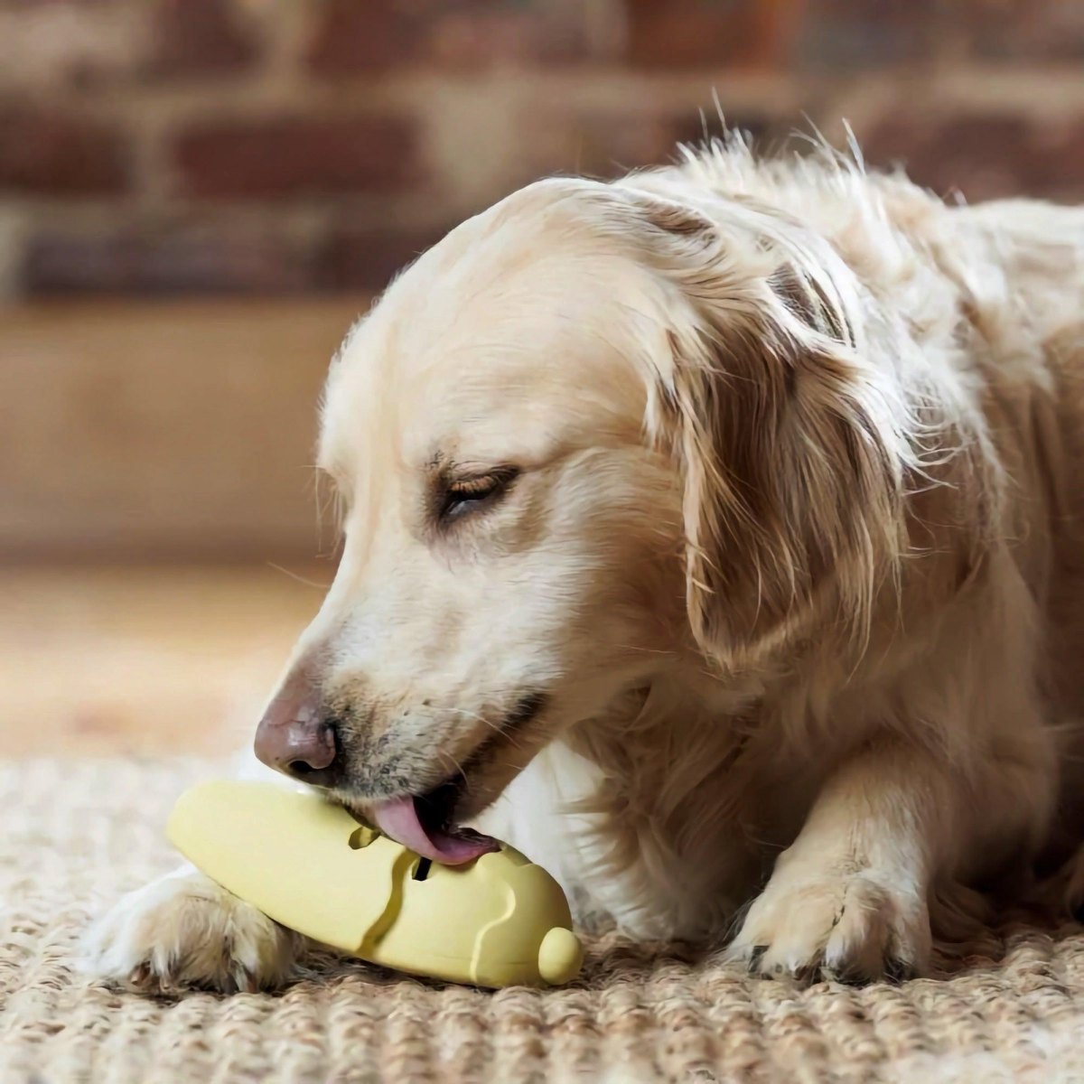 Dog with frozen treat toy