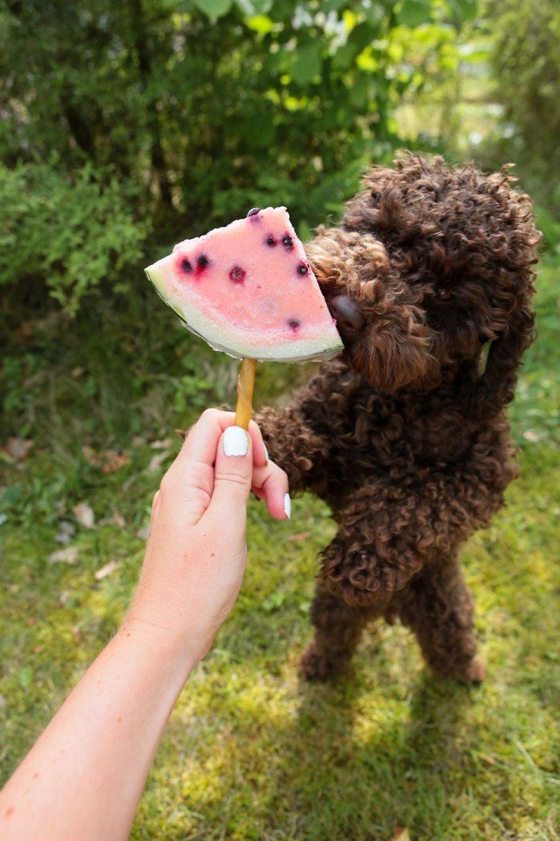 Fruit filled puppy popsicles