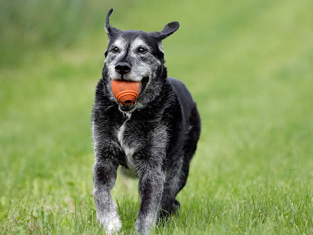 Older dog playing gentle fetch