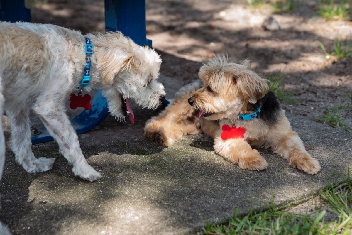 Senior dogs having calm social play