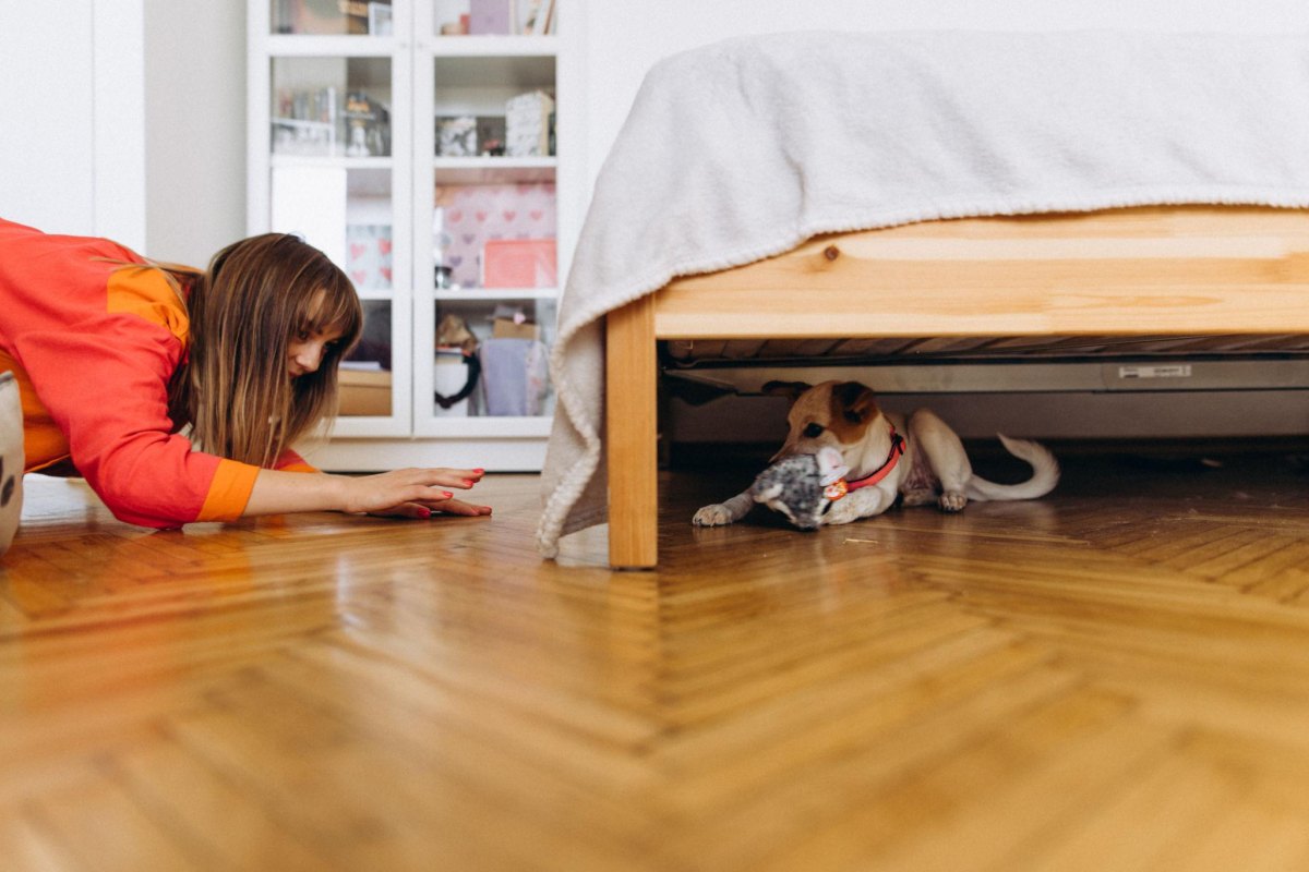 Owner hiding toy for puppy game