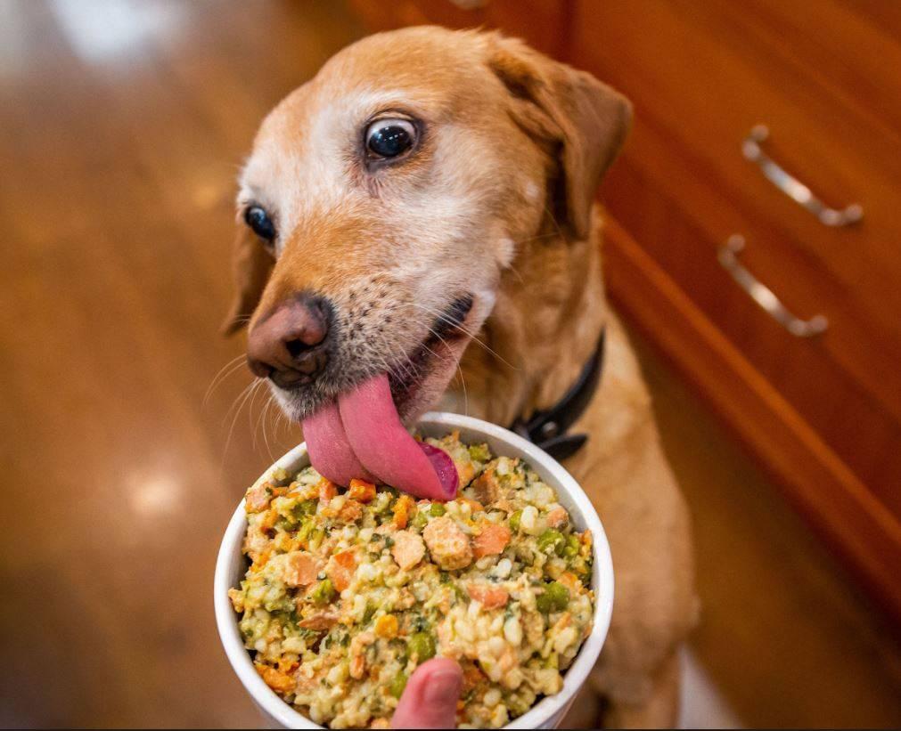 High protein dog food meal