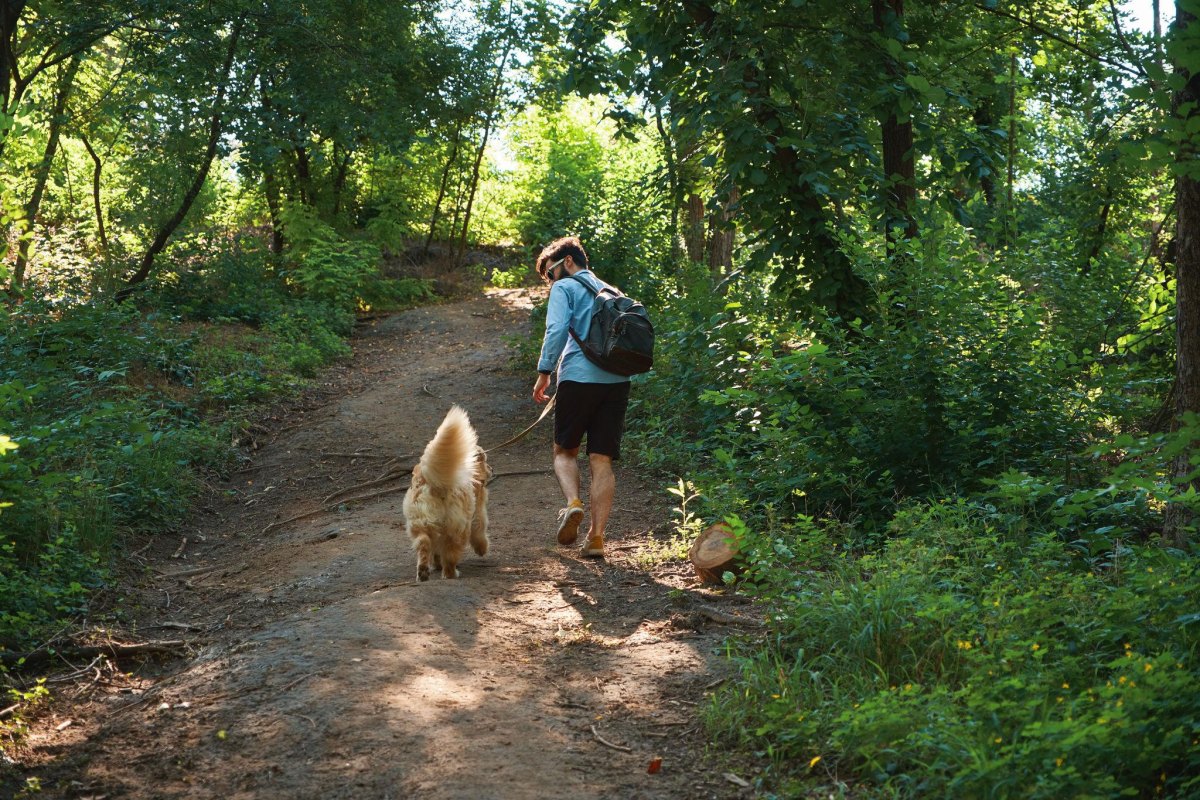 Dog hiking shaded forest trail