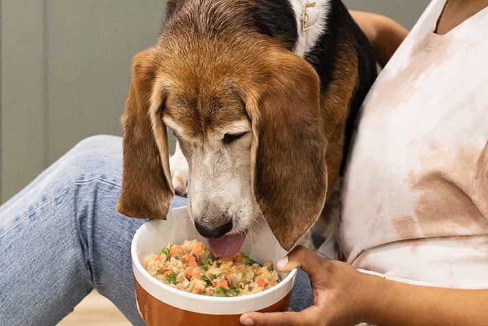 Homemade Dog Food for Aging Dogs