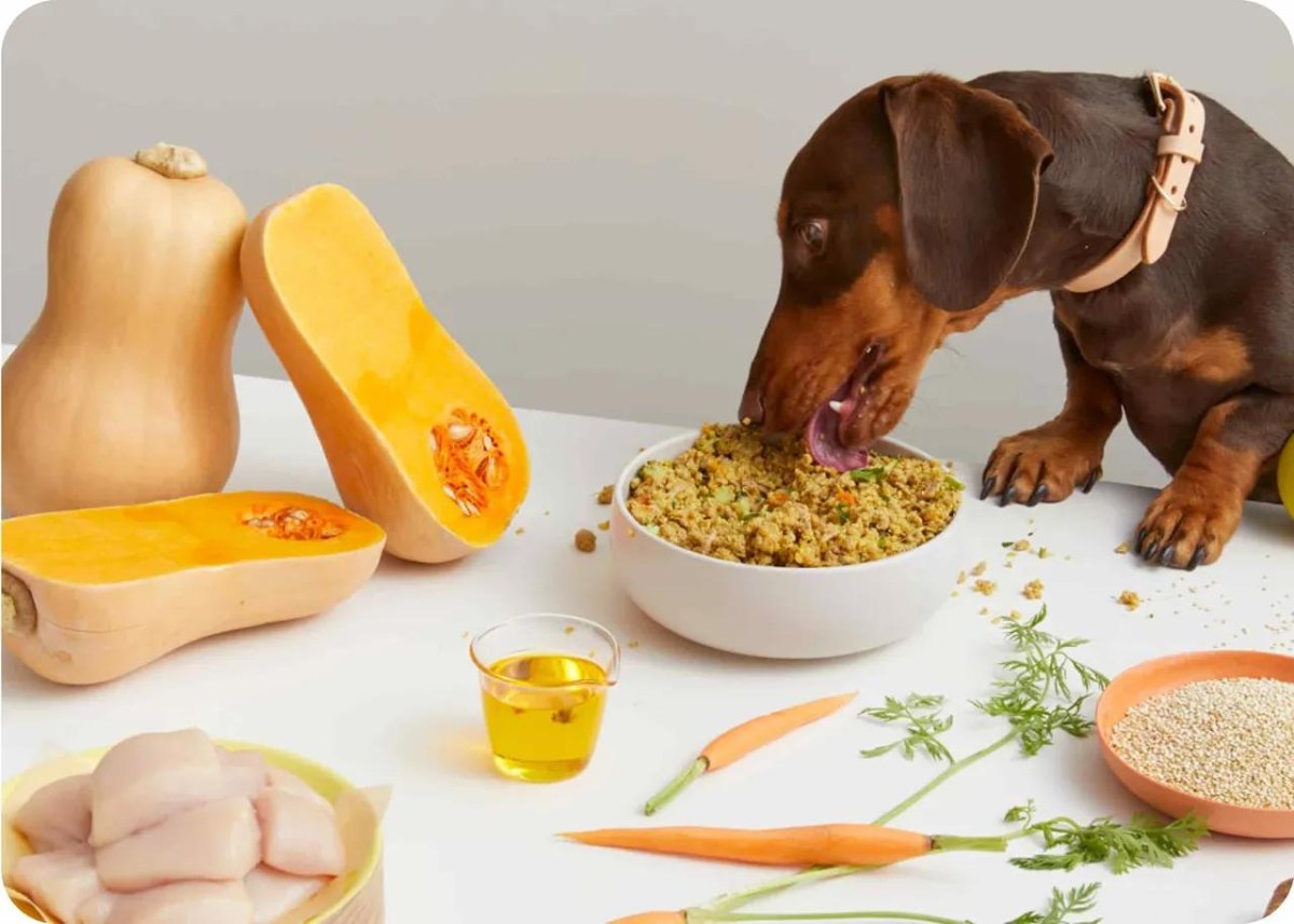 Quinoa vegetable kidney dog food