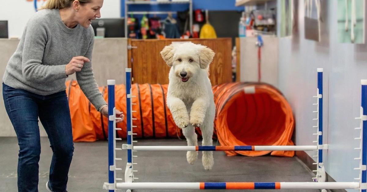 Dog completing indoor agility course