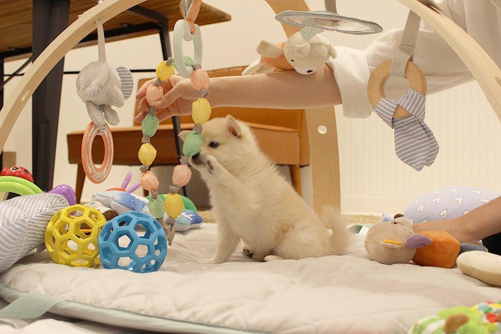 Puppy exploring indoor toys