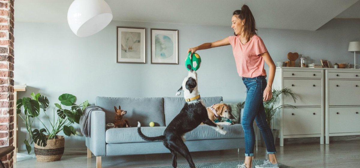 Dog playing fetch inside home