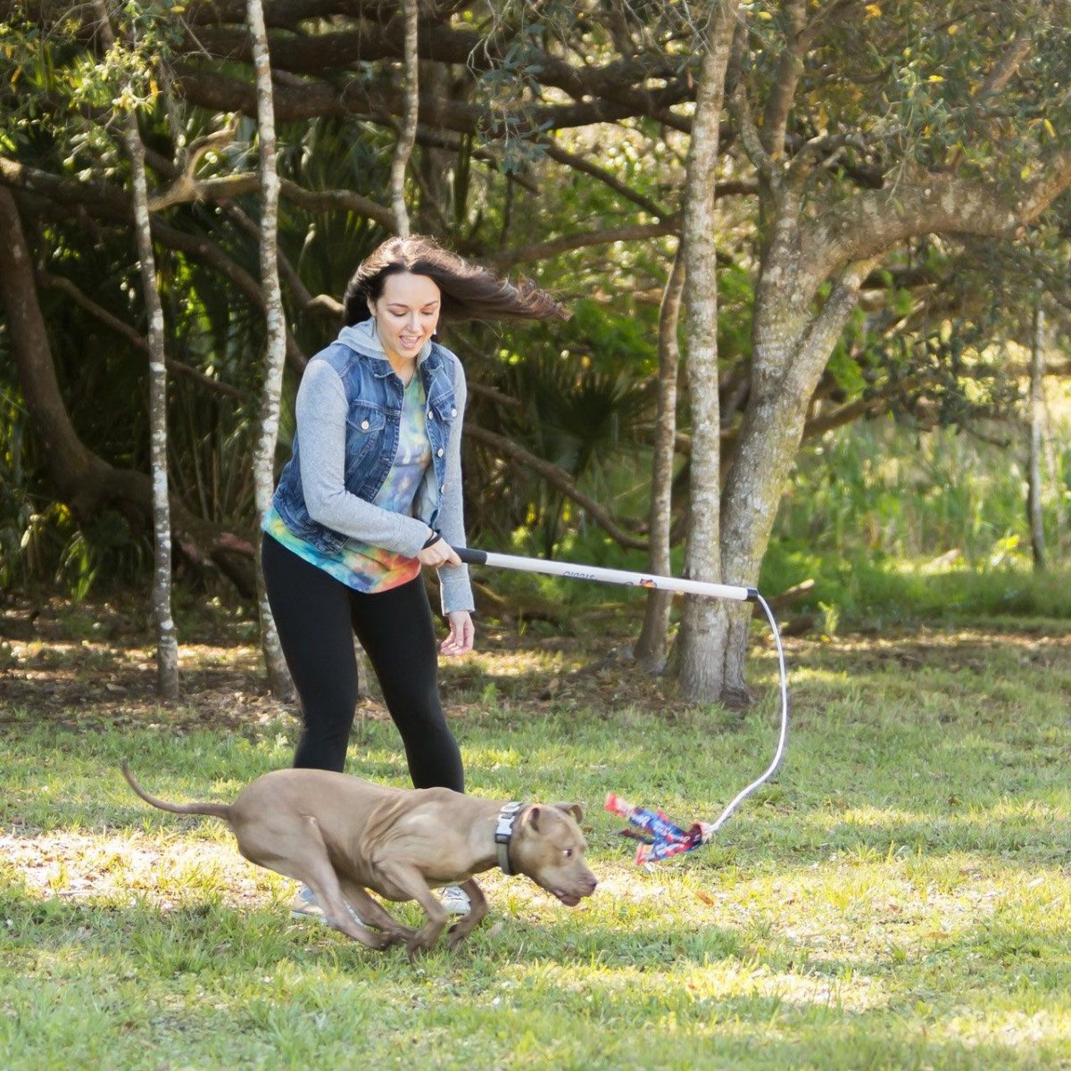 Dog playing flirt pole