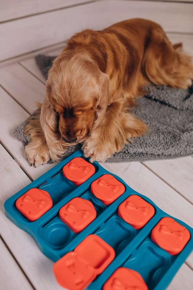 Dog playing with puzzle toy indoors
