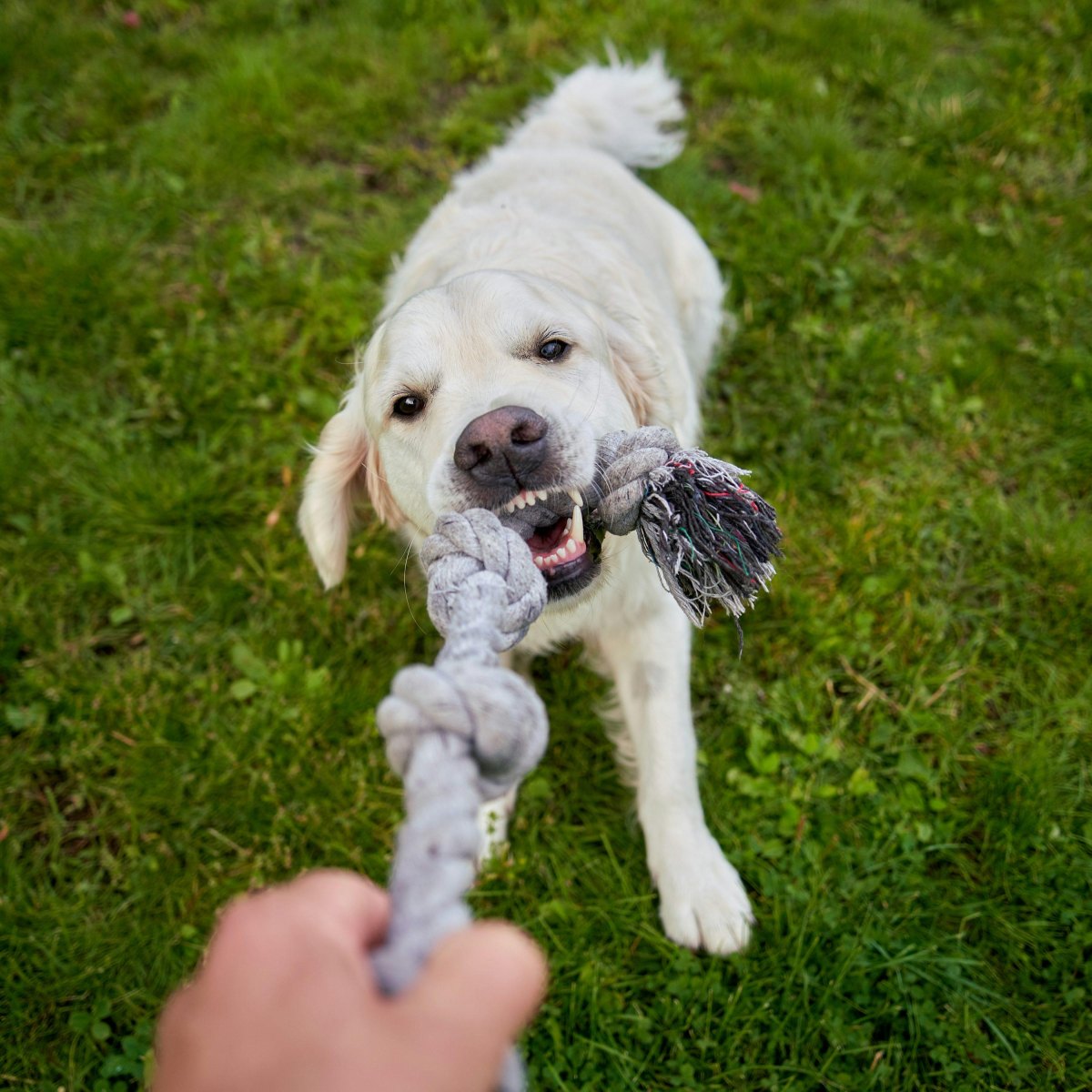 Dog playing tug toy